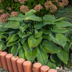 Funkia (Hosta plantaginea) ´FRAGRANT BLUE´, kont. C1.5L